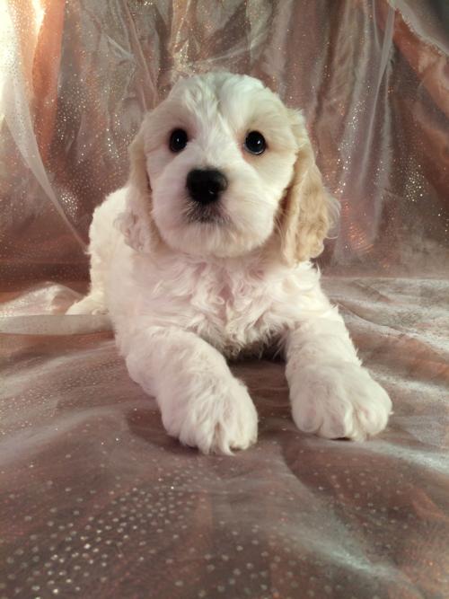 White and Apricot Male Cockapoo Puppy for sale $875